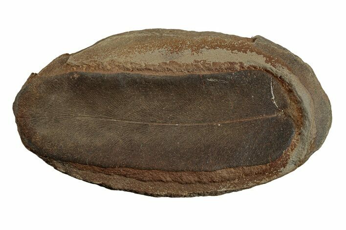 Macroneuropteris Fern Fossil - Mazon Creek #270177